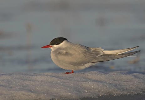 Arctic Tern (Sterna paradisaea), Alaska, USA