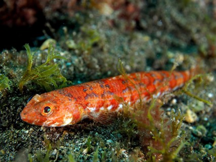 Atlantic lizardfish juvenile (Synodus saurus)