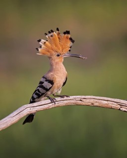 Eurasian Hoopoe (Upupa epops) with food in beak, Saxony-Anhalt, Germany