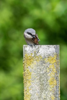 Red-backed shrike (Lanius collurio), Emsland, Lower Saxony, Germany