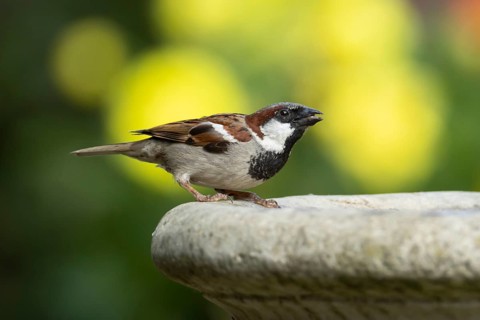 House sparrow (Passer domesticus) adult male bird drinking water from a garden bird bath in summer,