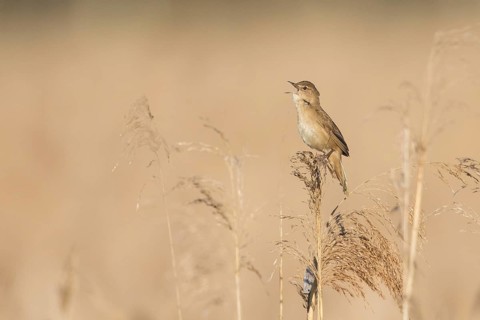 Savi's Warbler (Locustella luscinioides) male singing in reeds, Baden-Wuerttemberg, Germany