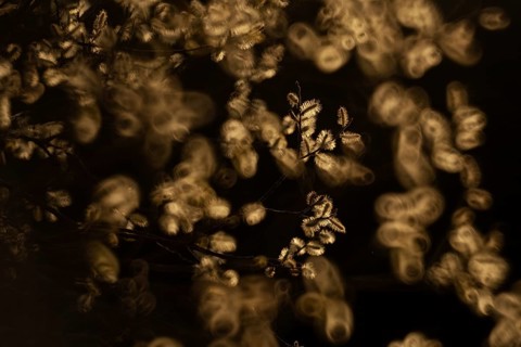 Delicate willow flowers bloom in a gentle springtime scene, soft focus bokeh enhancing their