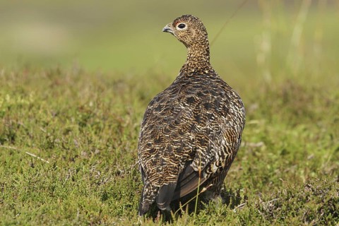 Red Grouse (Lagopus lagopus scotica), Scottish Highlands, United Kingdom