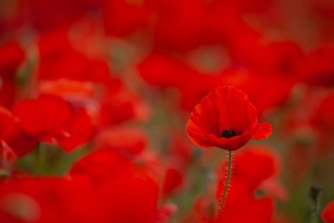 Common field poppy (Papaver rhoeas) red flower in a field of poppies in summer, Suffolk, England,