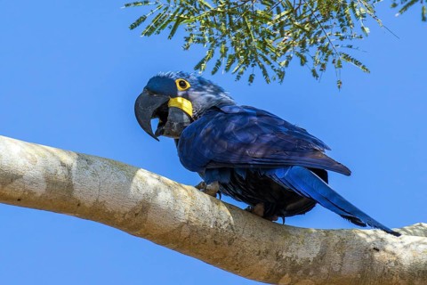 Hyacinth macaw (Anodorhynchus hyacinthinus), South America, Brazil, Mato Grosso, Pantanal