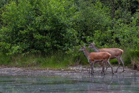 Red deer (Cervus elaphus), small animal and this year's calf well hidden between the two at a pond