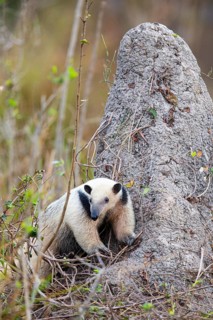 Southern tamandua (Tamandua tetradactyla) Pantanal Brazil