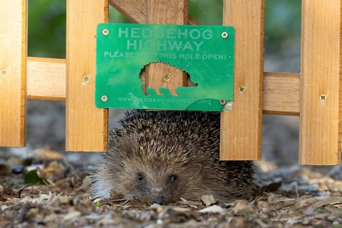 European hedgehog (Erinaceus europaeus) adult animal walking through a hedgehog highway hole in a