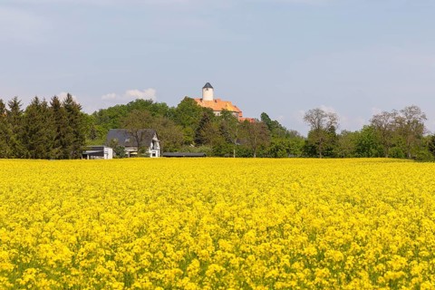 Schönfels Castle and rape field (Brasica Napus) in bloom, Altschönfels, district of Zwickau,