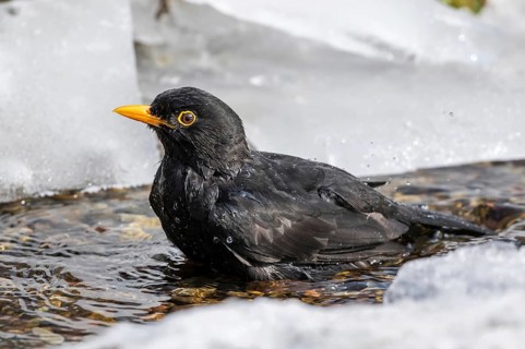Common Blackbird (Turdus merula) male bathing in an icy creek, Mecklenburg-Western Pomerania,