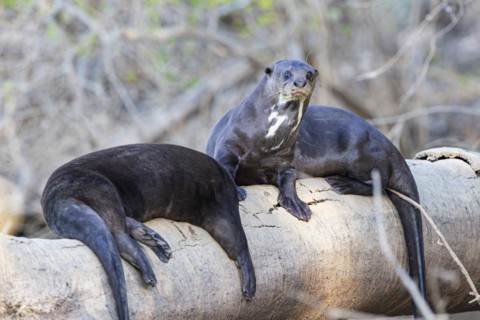 Giant otter (Pteronura brasiliensis) Pantanal Brazil