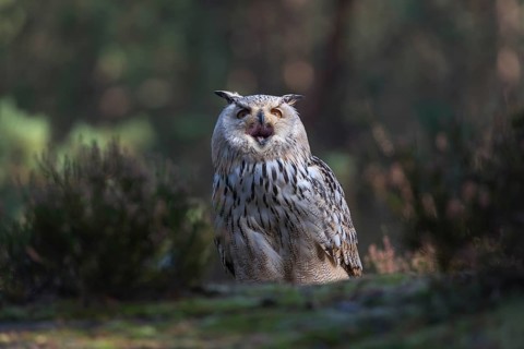 One Siberian Eagle Owl (Bubo bubo sibiricus) sitting on forest floor between green vegetation