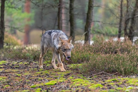 One young male eurasian gray wolf (Canis lupus lupus) running thru a forest with rocks and heather.
