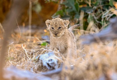 A young lion (Panthera leo) near Atzaró Camp, Okavango Delta, North-West District, Botswana
