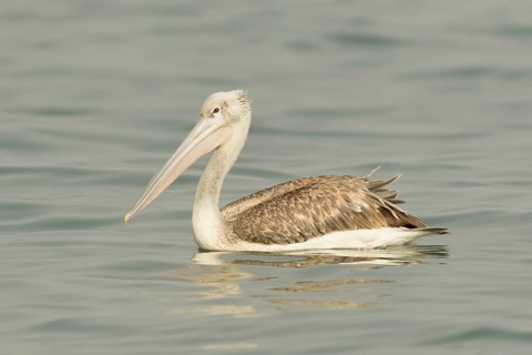 Pink-backed Pelican (Pelecanus rufescens) juvenile, Gambia