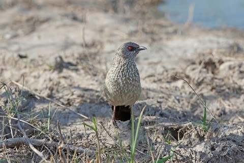 Arrow-marked Babbler (Turdoides jardineii), Chobe, Botswana