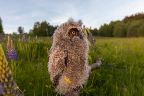 One young long-eared owl (Asio otus), sitting on a branch that is lying in a field of flowering