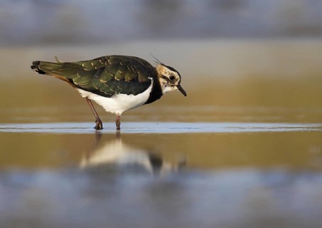 Northern lapwing (Vanellus vanellus) juvenile foraging in shallow water of marshland