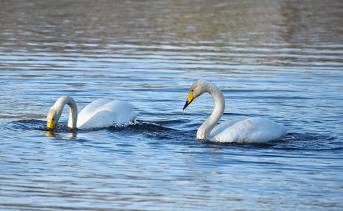 Whooper swans (Cygnus cygnus) on a lake, Schleswig-Holstein, Germany
