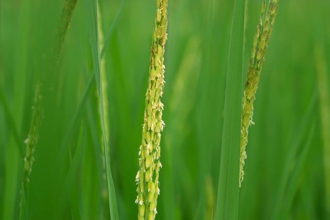 Close-up of vibrant green rice stalks with delicate grains and blooms.