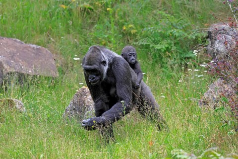 Western gorilla (Gorilla gorilla), adult, female, mother, carrying, infant, on her back, foraging