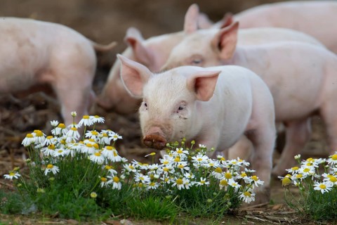 Domestic pig (Sus scrofa domesticus) juvenile baby piglet farm animal in a field in summer,