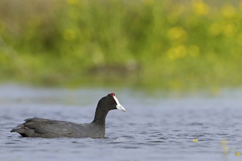 Red-knobbed Coot (Fulica cristata), Mallorca, Spain