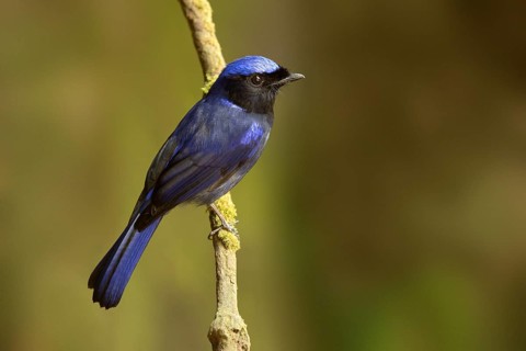Large Niltava (Niltava grandis) male, Pahang, Malaysia