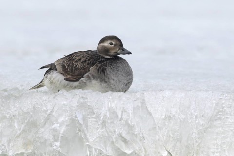 Long-tailed Duck (Clangula hyemalis) female, Alaska, USA