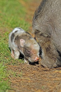 Pot-bellied pig (Sus scrofa domestica), Vietnamese pot-bellied pig, young pig, Haltern, North