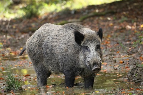 Wild boar (Sus scrofa) wild boar secured in the wallow, Allgäu, Bavaria, Germany