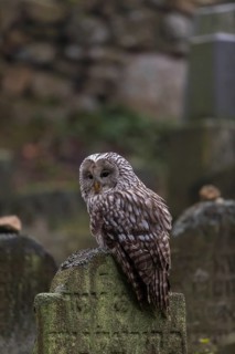 One Ural owl (Strix uralensis) sitting on a old jewish gravestone with gravestones in the