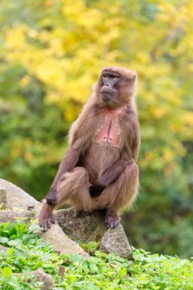 A female Gelada (Theropithecus gelada), or bleeding-heart monkey sits in beautiful light on a rock