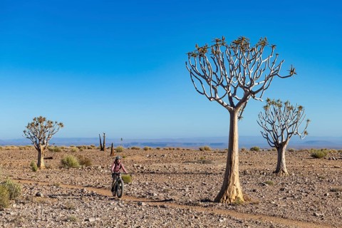 Woman riding a mountain bike, fatbike, between quiver trees (Aloe dichotoma) in the rocky desert at
