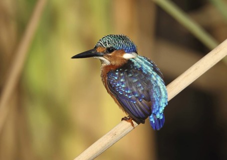 Malachite Kingfisher (Corythornis cristatus), Gambia
