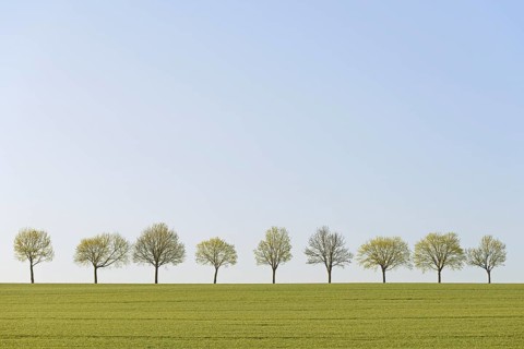 Deciduous trees, row of trees next to a green grain field, blue sky, North Rhine-Westphalia,