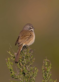 Bell's Sparrow (Artemisiospiza belli), California, USA