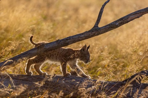 One young (10 weeks old) male Eurasian lynx, (Lynx lynx), walking over a rotten tree. Backlit