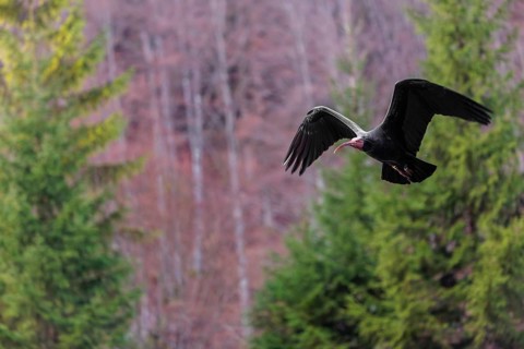A Northern Bald Ibis, Hermit Ibis (Geronticus eremita) in flight in natural surroundings