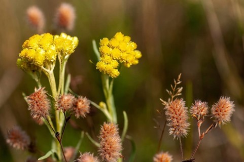 Asteraceae, Brandenburg, Germany, helichrysum arenarium, daisy plants, national natural heritage,
