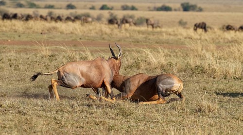 Fight between two Topi lei antelope bulls, Maasai Mara Game Reserve, Kenya