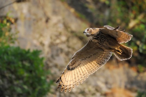 Eurasian Eagle-Owl (Bubo bubo) flying, North Rhine-Westphalia