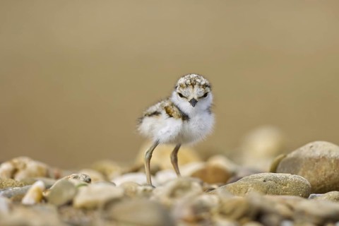 Little Ringed Plover (Charadrius dubius) chick, North Rhine-Westphalia, Germany