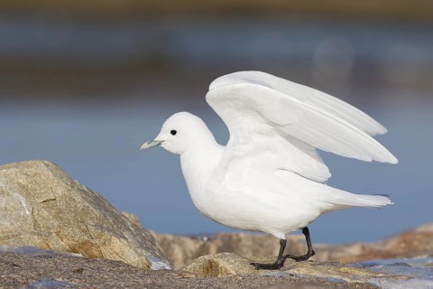 Ivory Gull (Pagophila eburnea) on shore, Massachusetts, USA