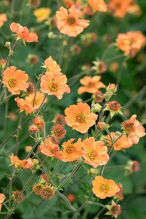 Carnation root (Geum 'Totally Tangerine'), Harry van de La assortment garden, Netherlands