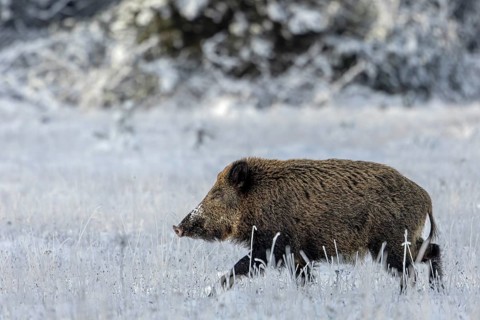 A sight that has unfortunately become rare in Germany these days, a wild boar (Sus scrofa) in the