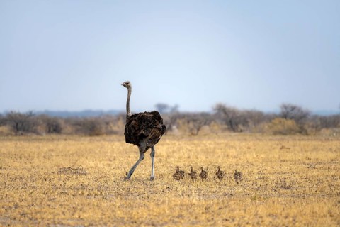 Common ostrich (Struthio camelus), adult female with six young, chicks, animal family, African