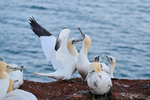 Northern gannet (Morus bassanus) greet each other with their beaks in the colony, at sunset,