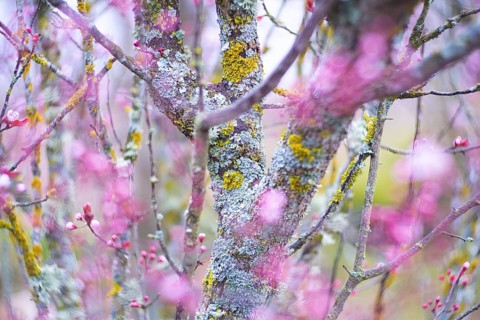 Close-up shot of cherry blossom branches adorned with vibrant pink flowers, contrasted by rough,